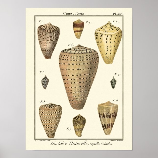 Poster Conchas Vintage Cone (Frente)