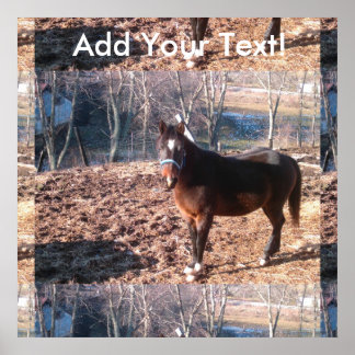 Póster Condado de Brown Fazenda Horse