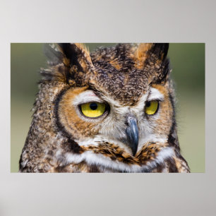 Póster Condado de Kendall, Texas. Coruja excelente