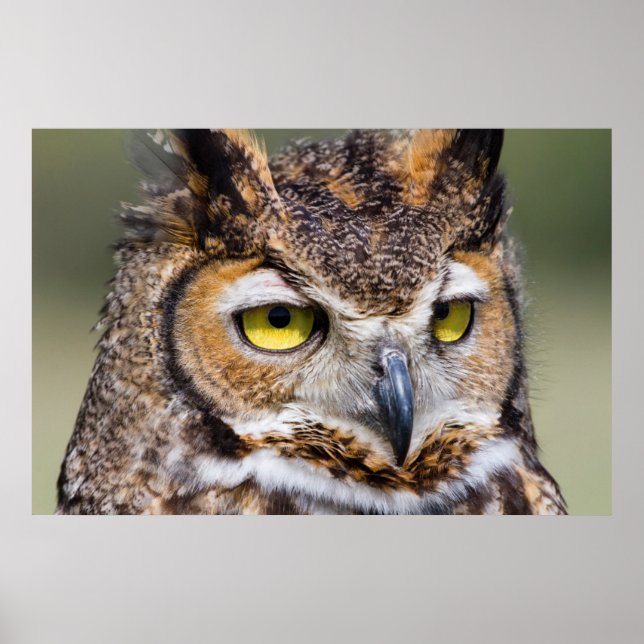 Póster Condado de Kendall, Texas. Coruja excelente (Frente)