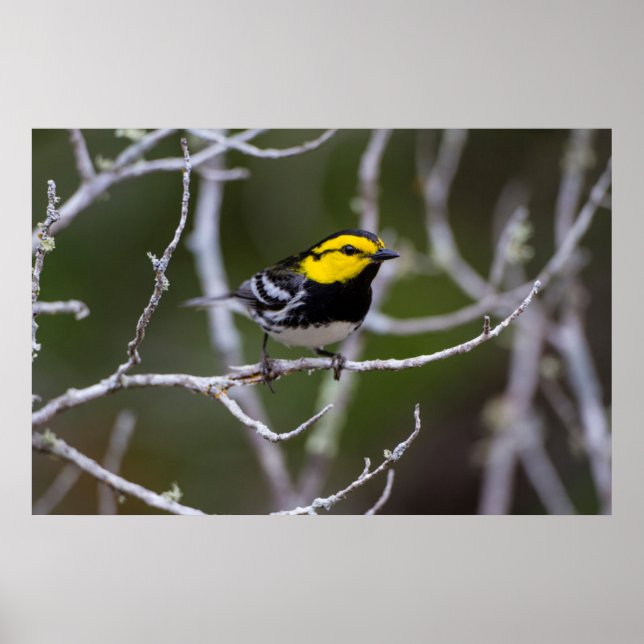 Póster Condado de Kinney, Texas. Warbler de ouro (Frente)