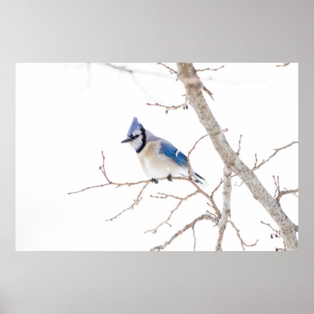 Póster Condado de Wichita, Texas. Blue Jay (Frente)