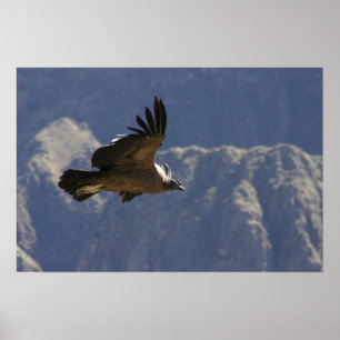 Póster Condor da garganta de Colca