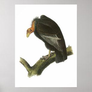 Póster Condor de Califórnia por Audubon