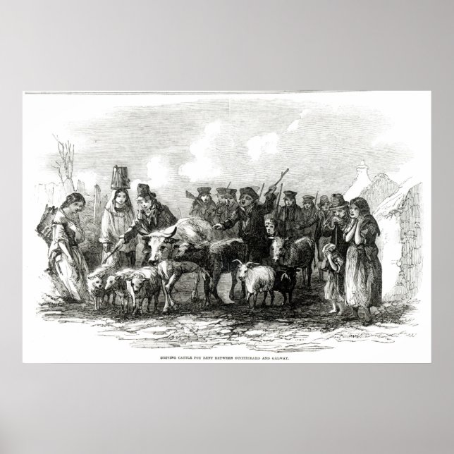 Póster Condução de Bovinos para Rendas (Frente)