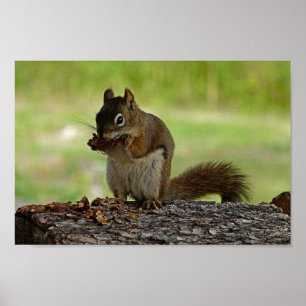 Póster Cone comendo esquilo