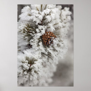 Póster Cone do pinho de Lodgepole no inverno em
