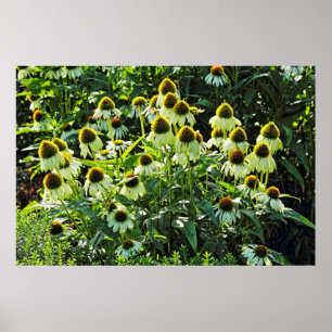 Poster Cone Flowers, Bute Park, Cardiff, País de Gales