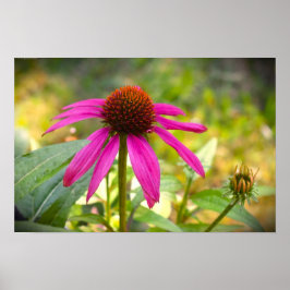 Poster Coneflower