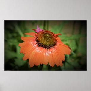 Poster Coneflower,