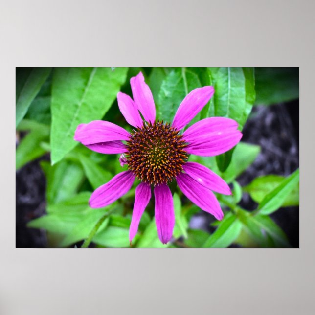Poster Coneflower, (Frente)