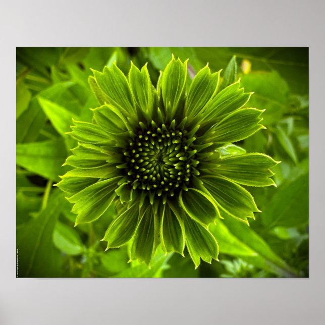 Poster Coneflower, (Frente)
