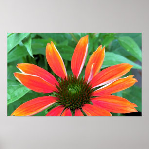 Poster Coneflower,
