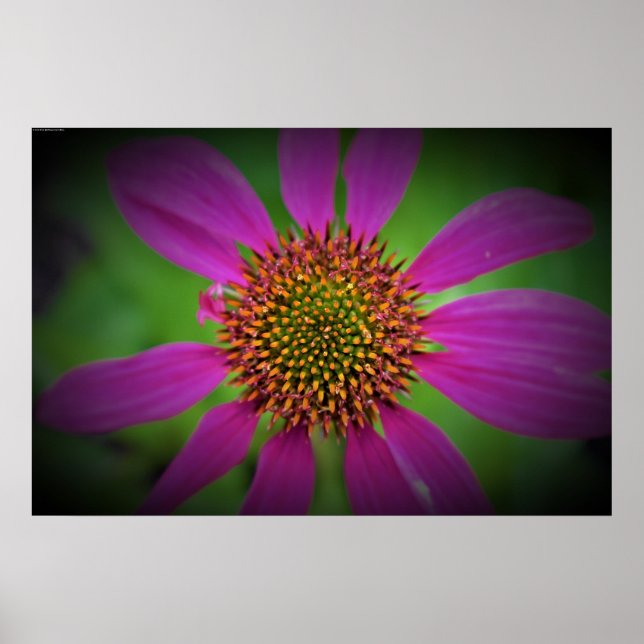 Poster Coneflower, (Frente)