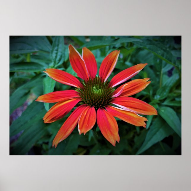 Poster Coneflower, (Frente)