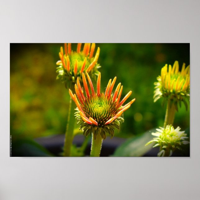 Poster Coneflower, (Frente)
