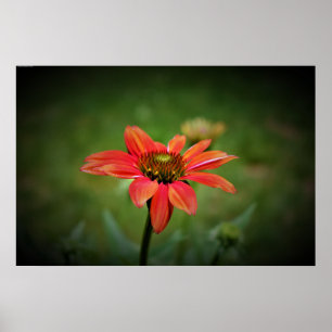 Poster Coneflower,
