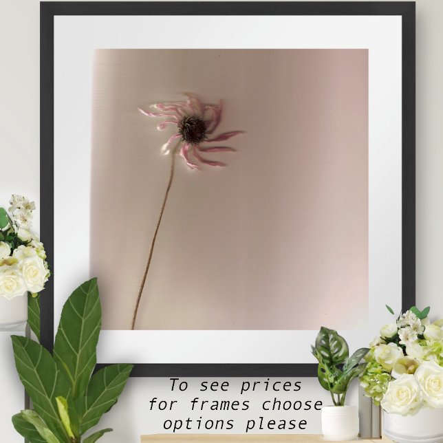 Póster ConeFlower (Criador carregado)