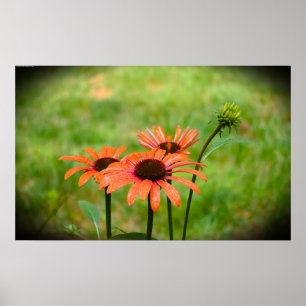 Poster Coneflower,
