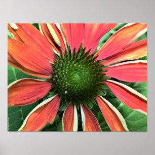 Poster Coneflower,
