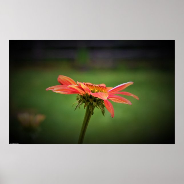 Poster Coneflower, (Frente)