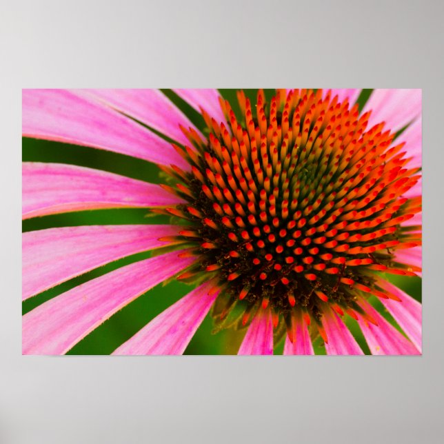 Poster Coneflower (Frente)