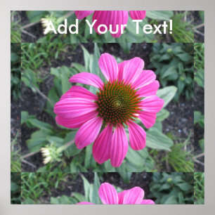 Póster Coneflower cor-de-rosa bonito
