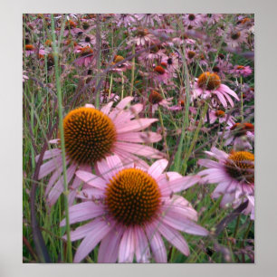 Poster Coneflowers