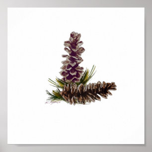 Poster cones de pinho