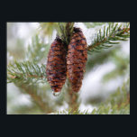 Póster Cones Glazados<br><div class="desc">Poster de pinheiro-de-vidro bonito</div>