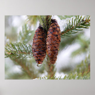 Póster Cones Glazados