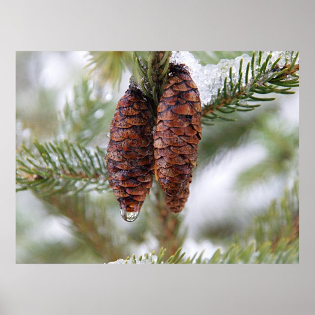 Póster Cones Glazados (Frente)