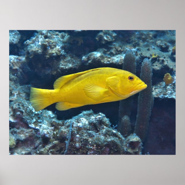 Poster Coney de fase amarela (Frente)