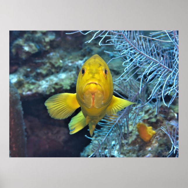 Poster Coney em amarelo (Frente)