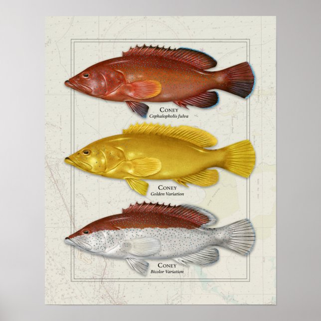 Poster Coney Grouper com Variações de Cores (Frente)
