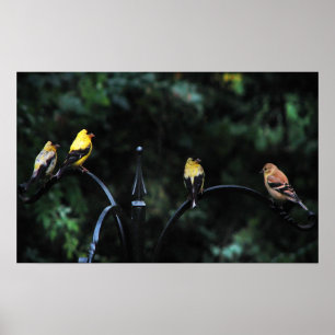 Póster Conferência das Aves