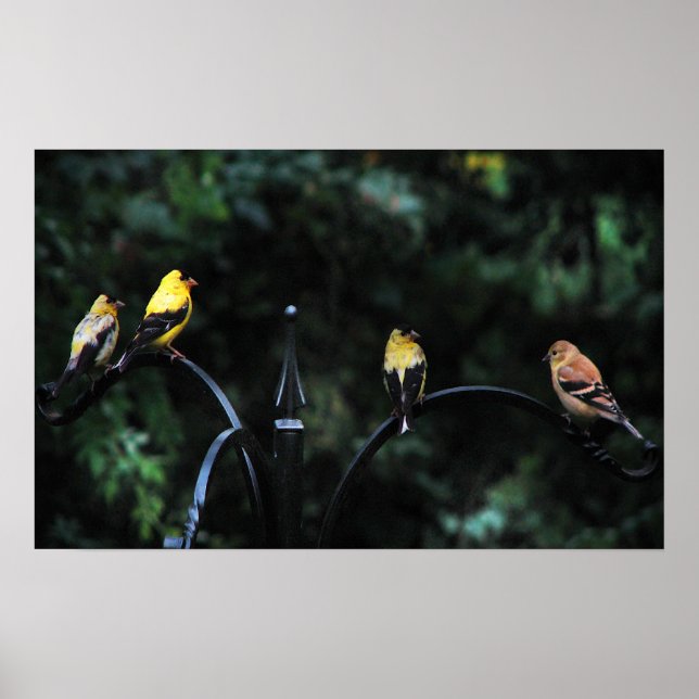 Póster Conferência das Aves (Frente)