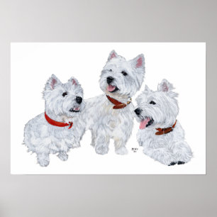 Póster Conferência de Westie