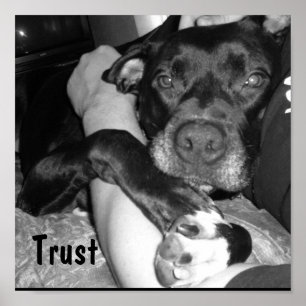 Póster Confiança animal