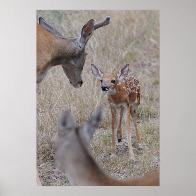 Póster Conheça O Novo Bebê (Frente)