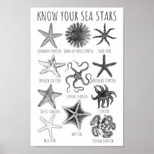 Poster Conheça Suas Estrelas do Mar - Grupos de Starfish