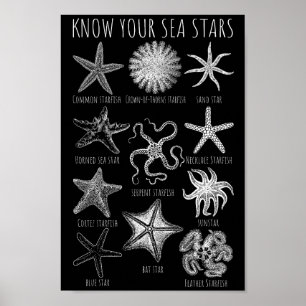 Poster Conheça Suas Estrelas do Mar - Grupos de Starfish