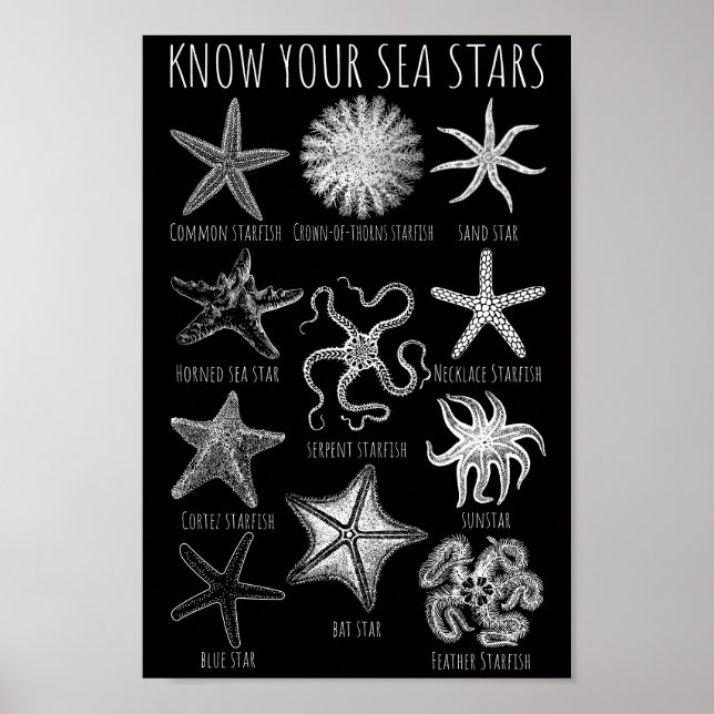 Poster Conheça Suas Estrelas do Mar - Grupos de Starfish (Frente)