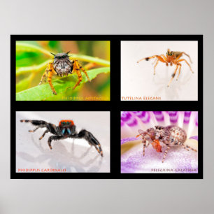 Poster Conjunto de aranha salpicante