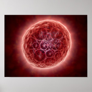 Poster Conjunto de blastômero que formam um Morula