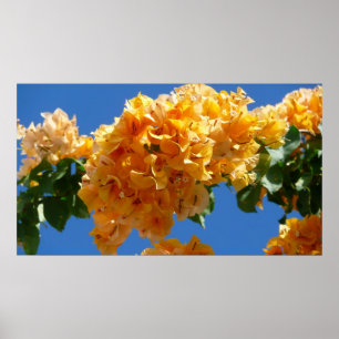 Póster Conjunto de Bougainvillea dourado floral