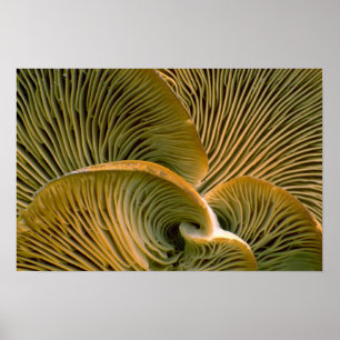 Póster Conjunto do cogumelo em uma árvore inoperante