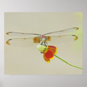 Póster Conjunto Xadrezado (Dythemis fugax) no Mexicano