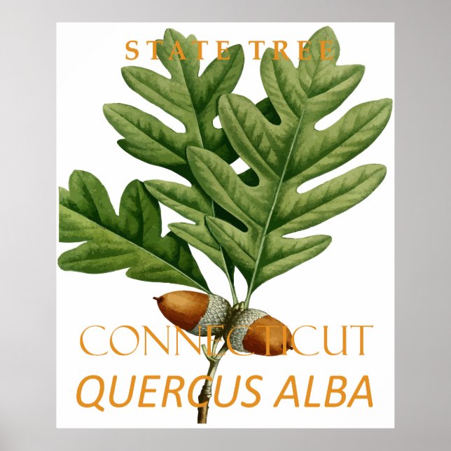 Poster Connecticut Territory Tree The White Oak (Frente)