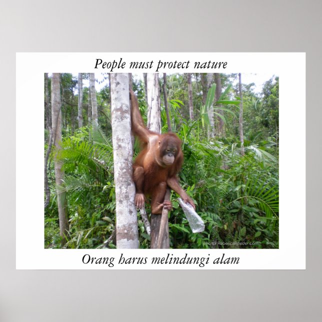 Póster Conservação da Natureza (Frente)